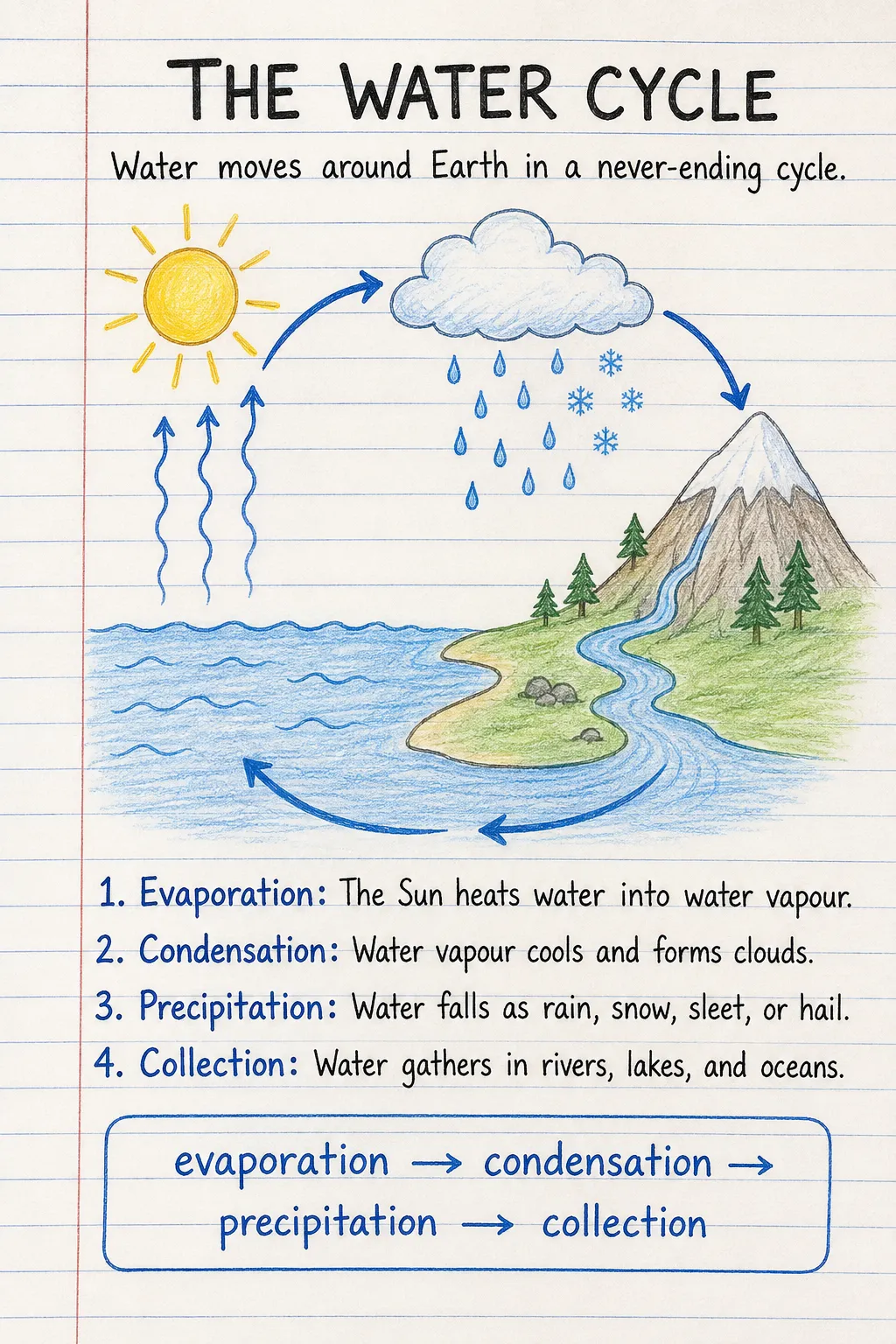 The water cycle: an illustrated one-page fact sheet for primary school.