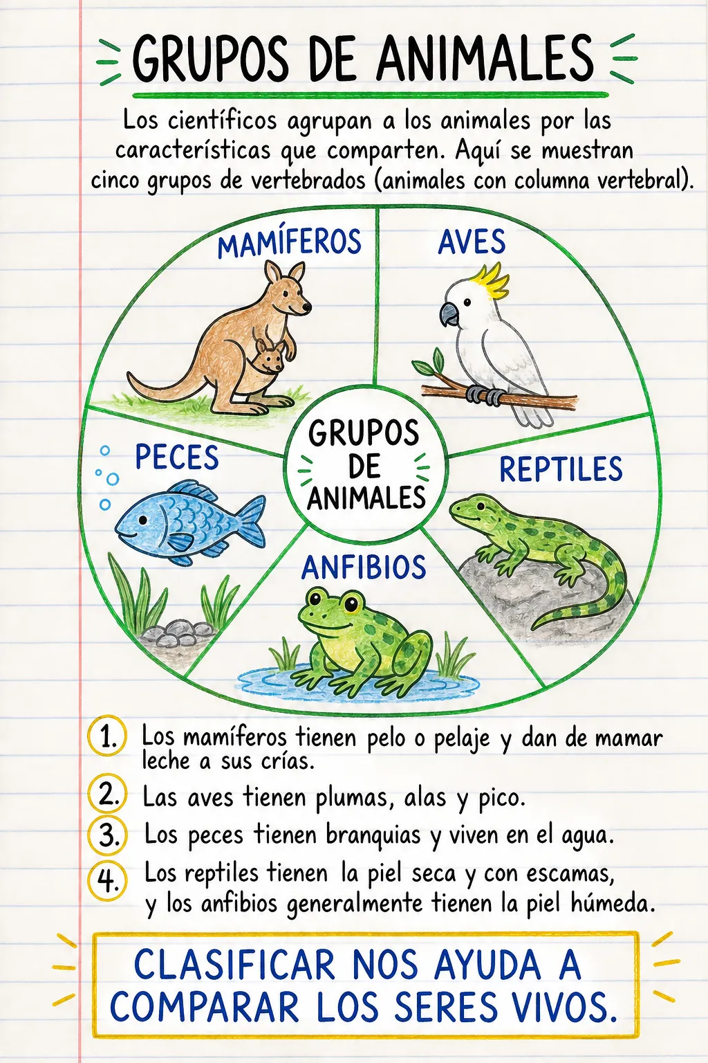 Grupos de animales: una ficha informativa ilustrada de una página para primaria.