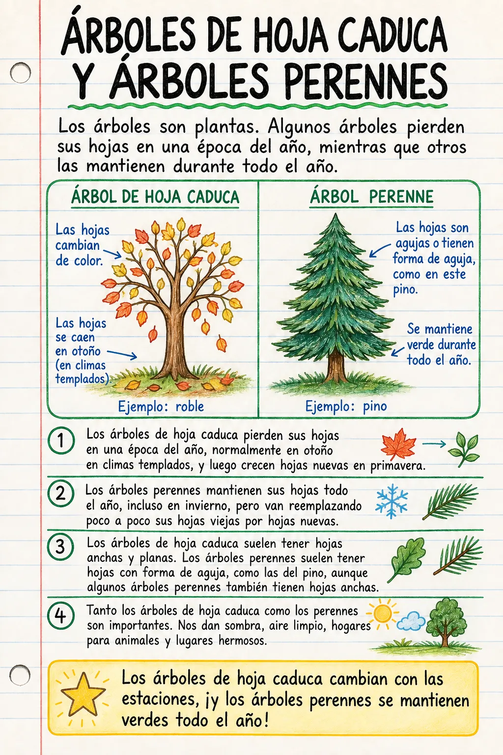 Árboles de hoja caduca y árboles perennes: una ficha informativa ilustrada de una página para primaria.