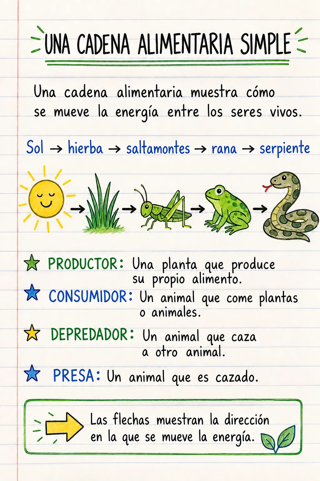 Una cadena alimentaria simple: una ficha informativa ilustrada de una página para primaria.