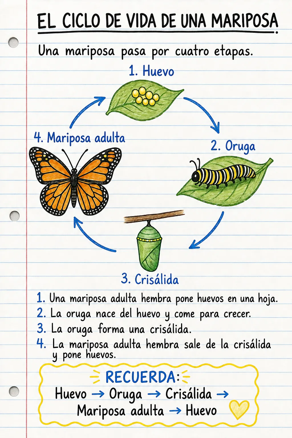 El ciclo de vida de una mariposa: una ficha informativa ilustrada de una página para primaria.