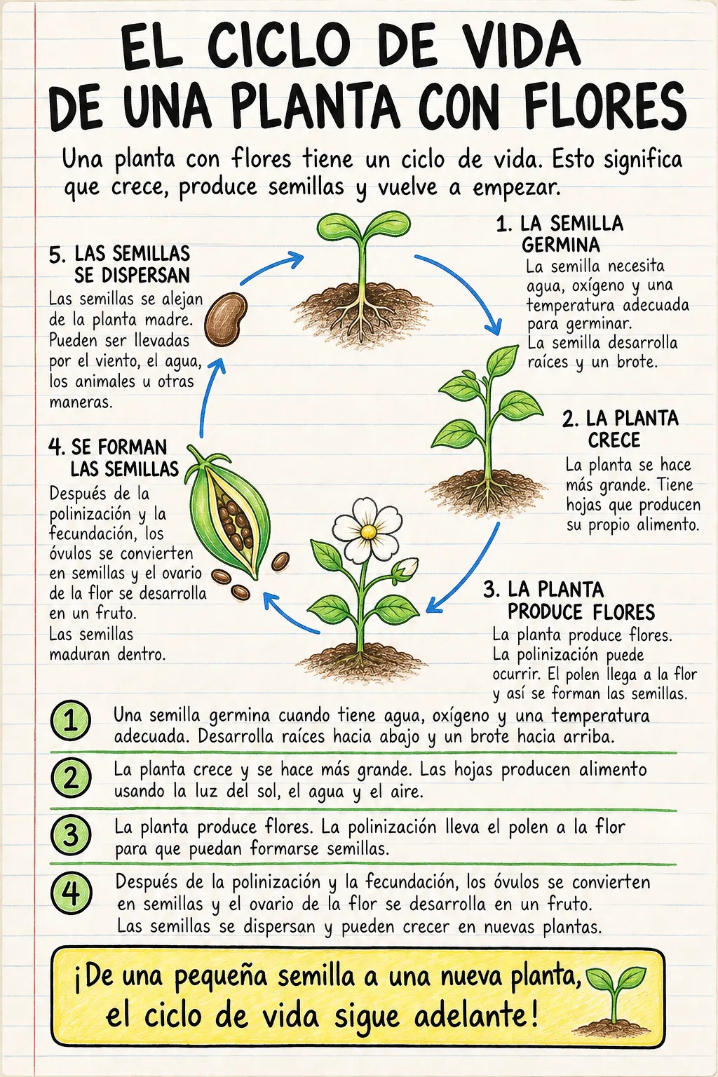 El ciclo de vida de una planta con flores: una ficha informativa ilustrada de una página para primaria.