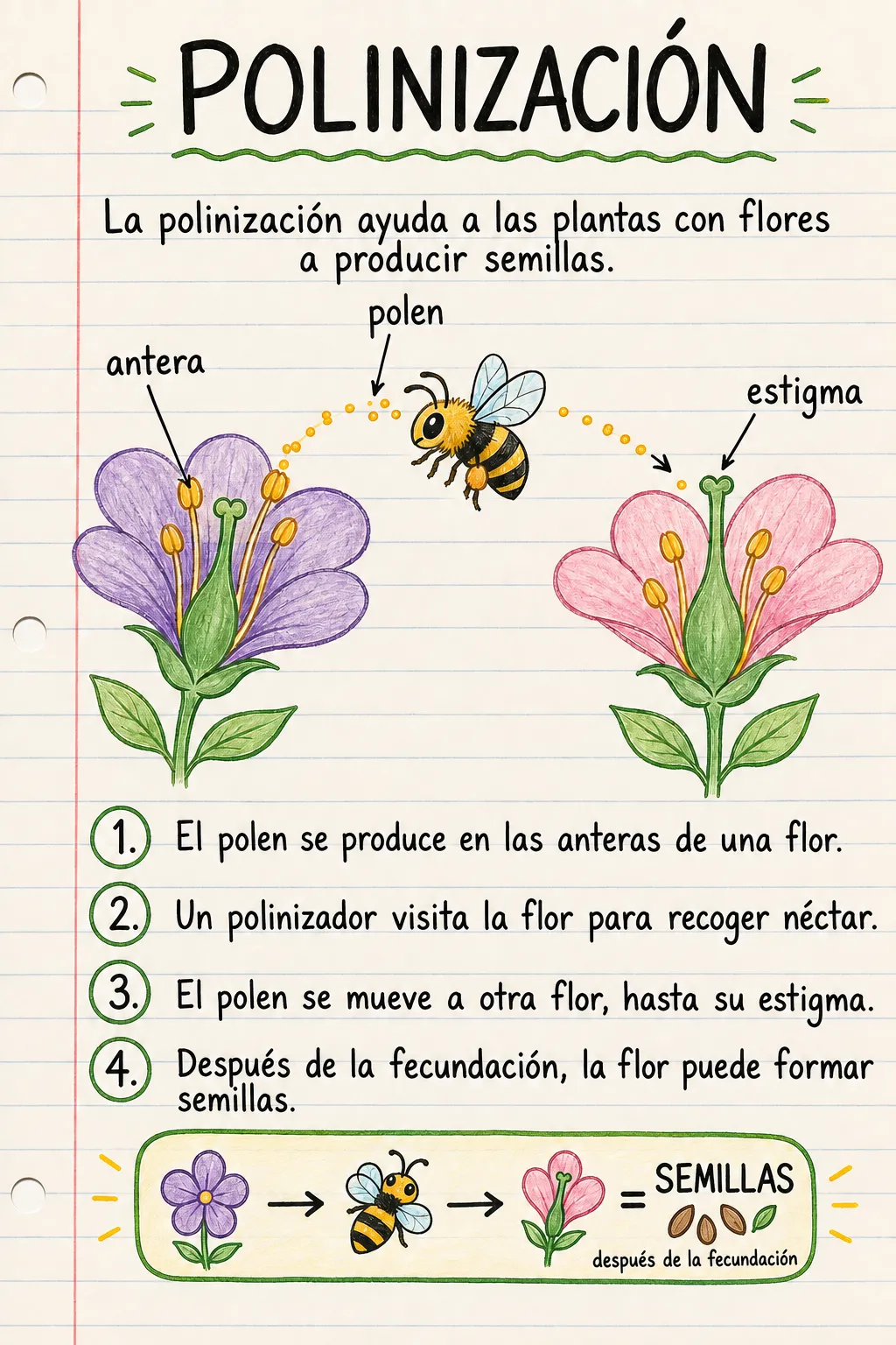 Polinización: una ficha informativa ilustrada de una página para primaria.