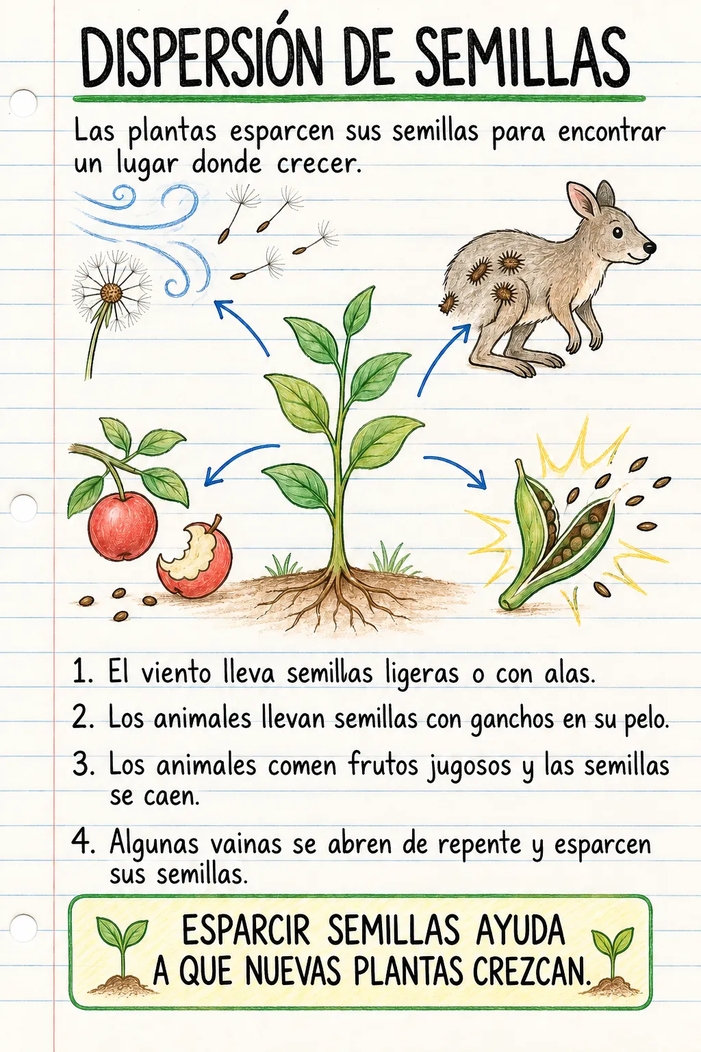 Dispersión de semillas: una ficha informativa ilustrada de una página para primaria.