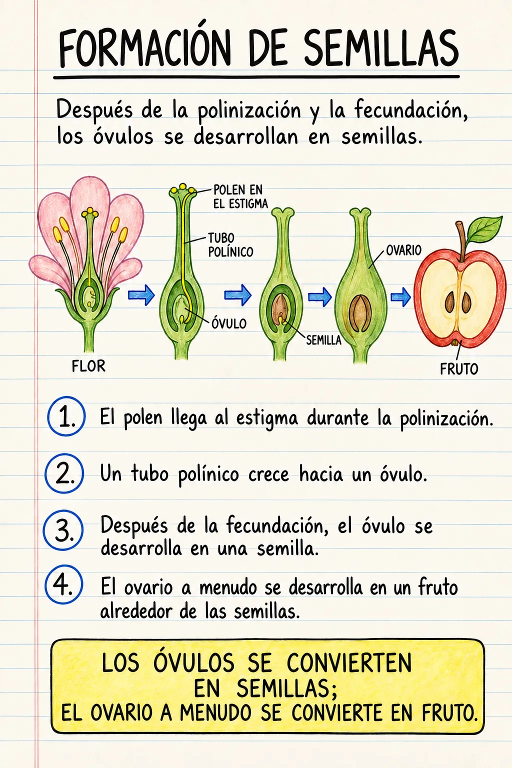 Formación de semillas: una ficha informativa ilustrada de una página para primaria.