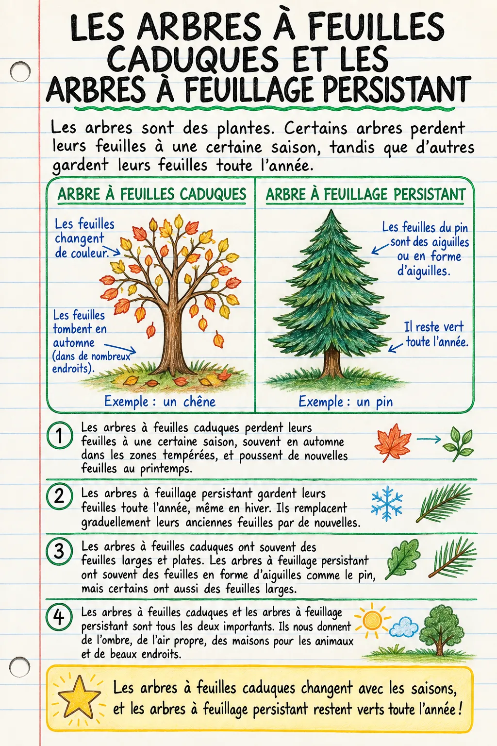 Les arbres à feuilles caduques et les arbres à feuillage persistant : une fiche mémo illustrée d’une page pour le primaire.