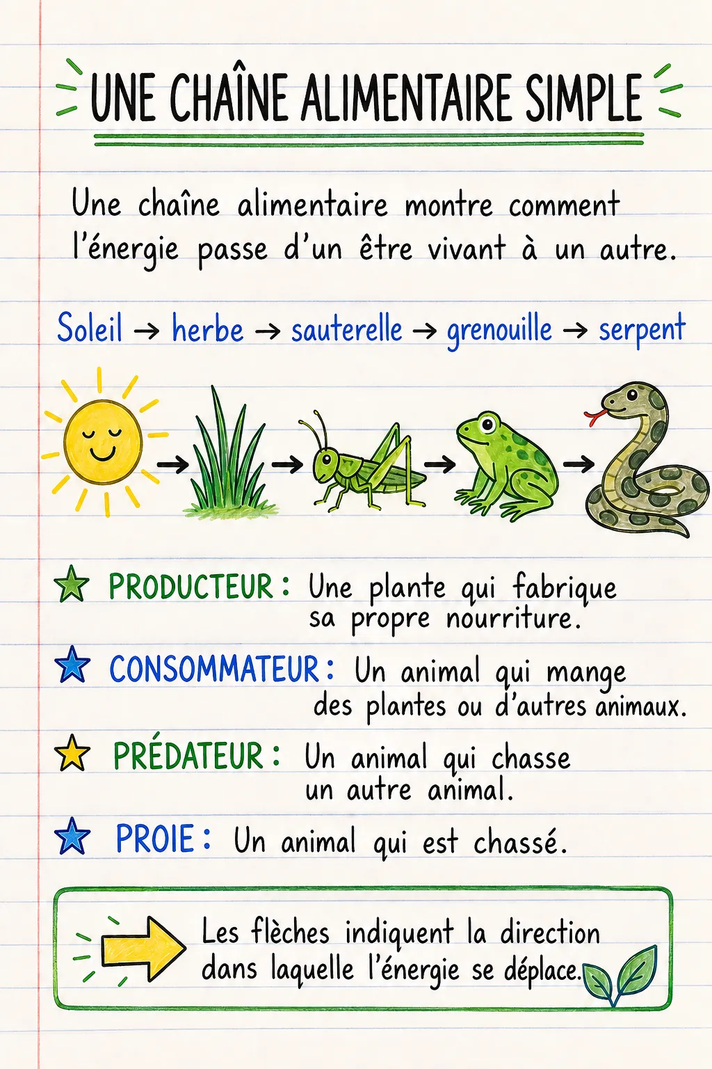 Une chaîne alimentaire simple : une fiche mémo illustrée d’une page pour le primaire.