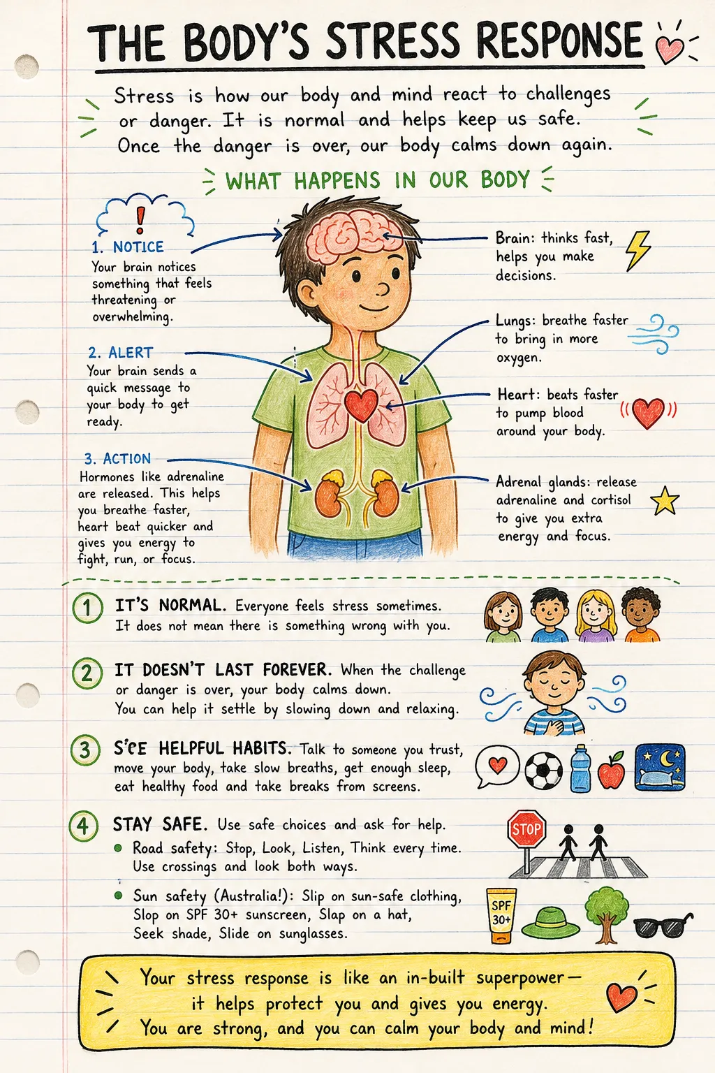 The body’s stress response: a handwritten, illustrated one-page guide for primary school.