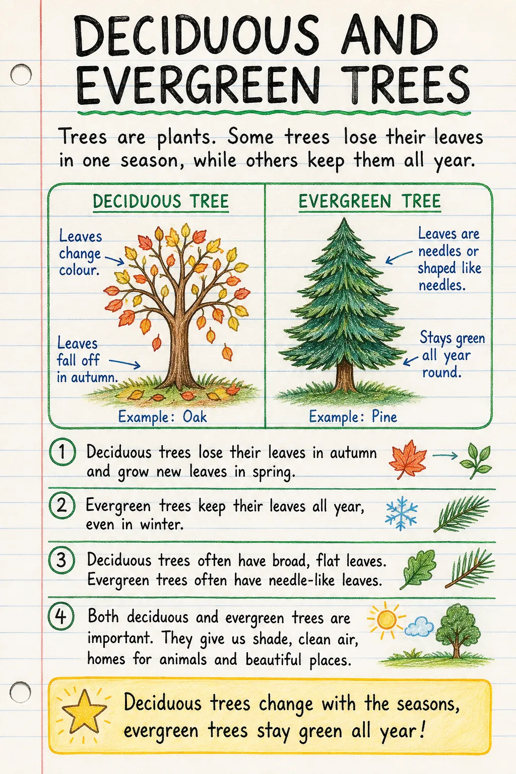 Deciduous and evergreen trees: a handwritten, illustrated one-page guide for primary school.