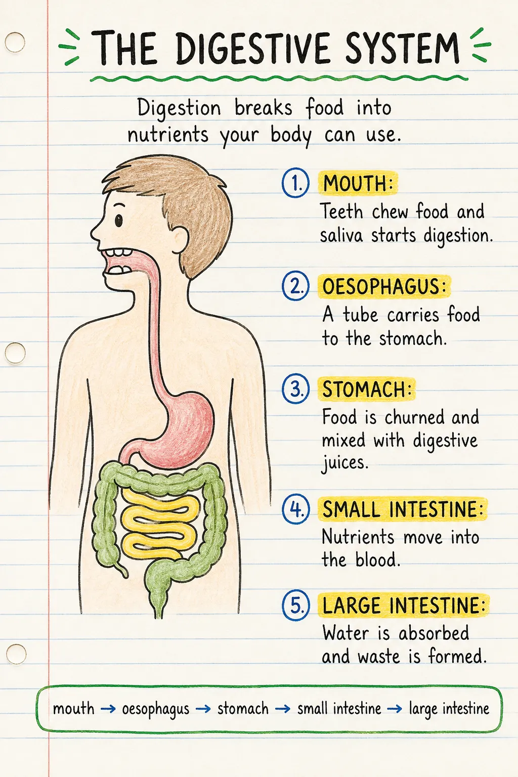 The digestive system: a handwritten, illustrated one-page guide for primary school.
