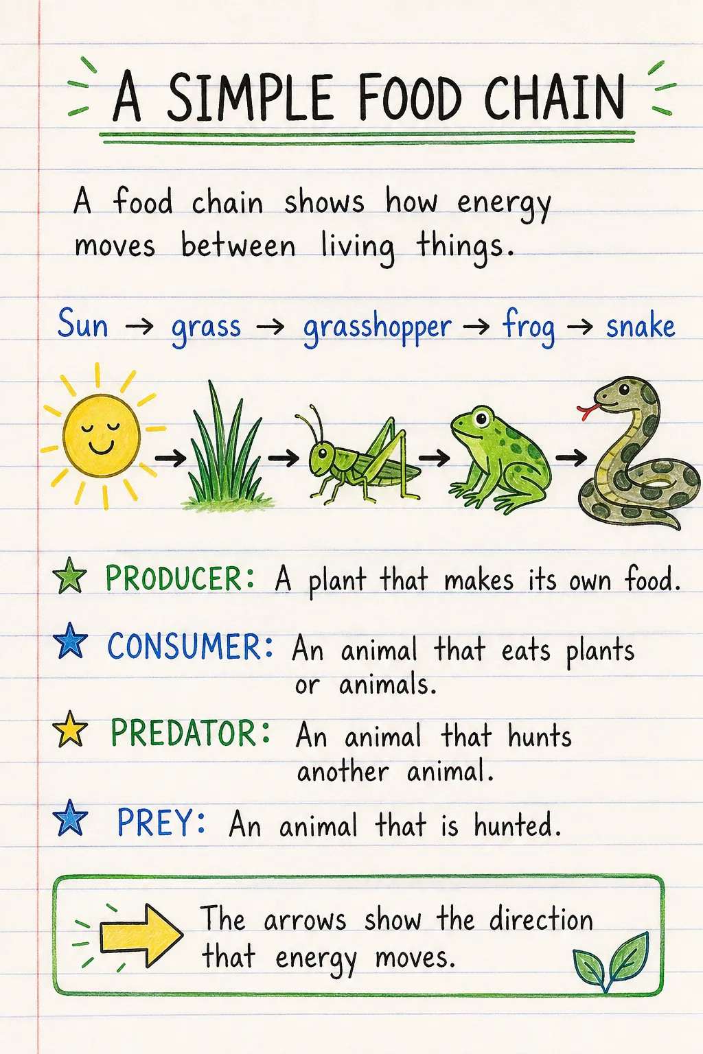 A simple food chain: a handwritten, illustrated one-page guide for primary school.