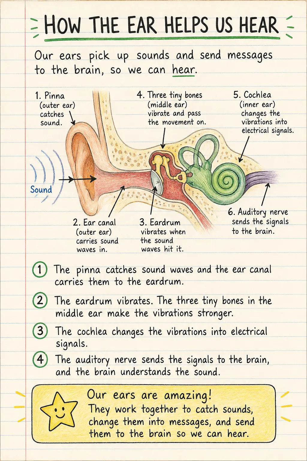 How the ear helps us hear: a handwritten, illustrated one-page guide for primary school.