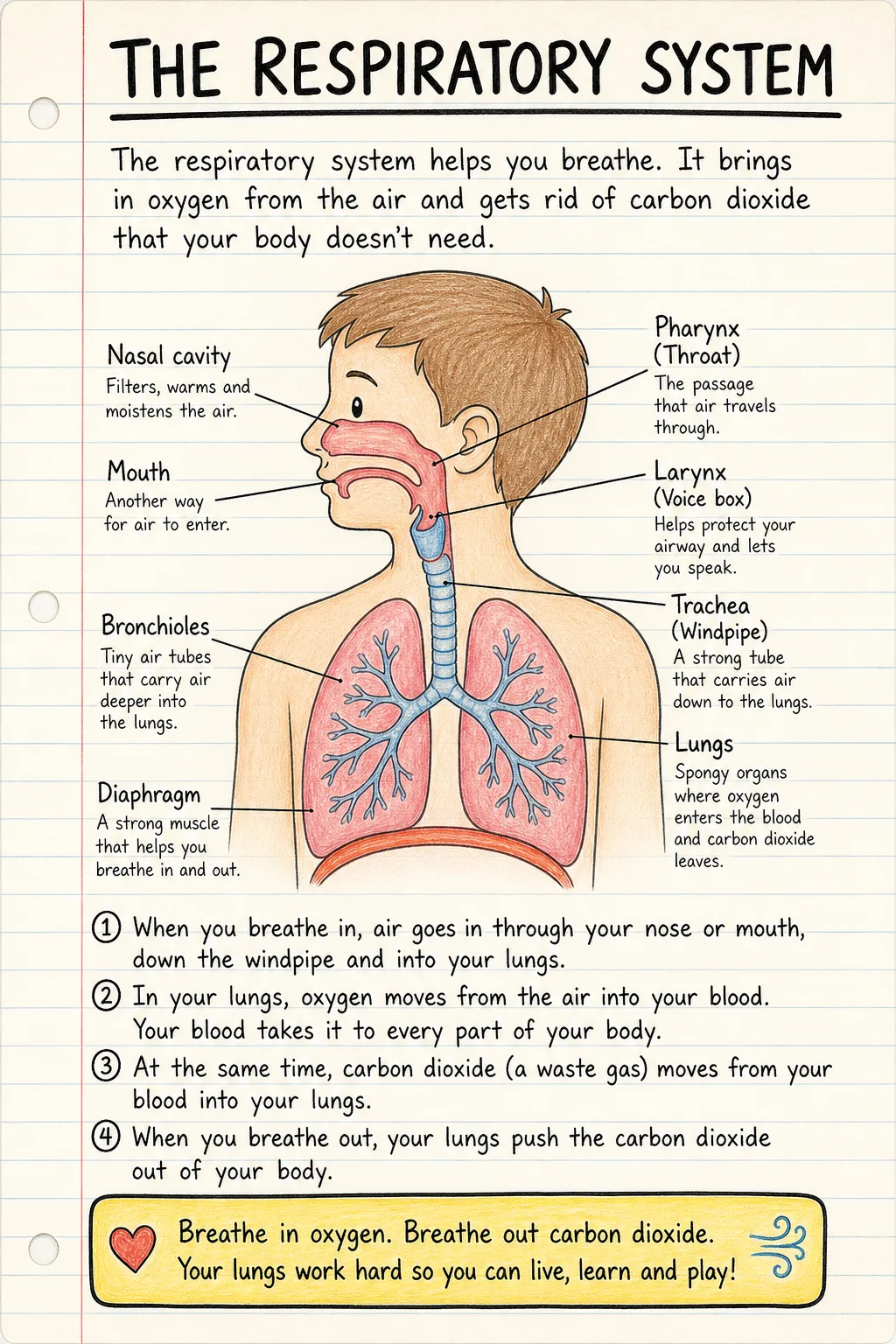 The respiratory system: a handwritten, illustrated one-page guide for primary school.