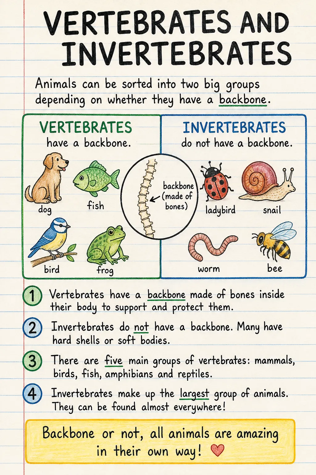Vertebrates and invertebrates: a handwritten, illustrated one-page guide for primary school.